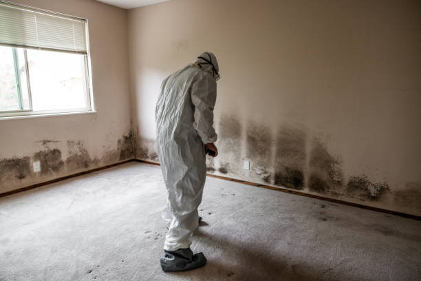 Best Residential Mold Remediation in Ardia, CA