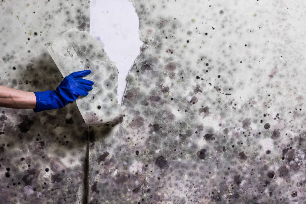 Best Post-Flood Mold Remediation in Ardia, CA